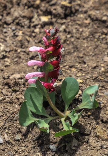 Corydalis ledebouriana